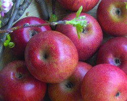 Mela Annurca riduce i livelli del colesterolo